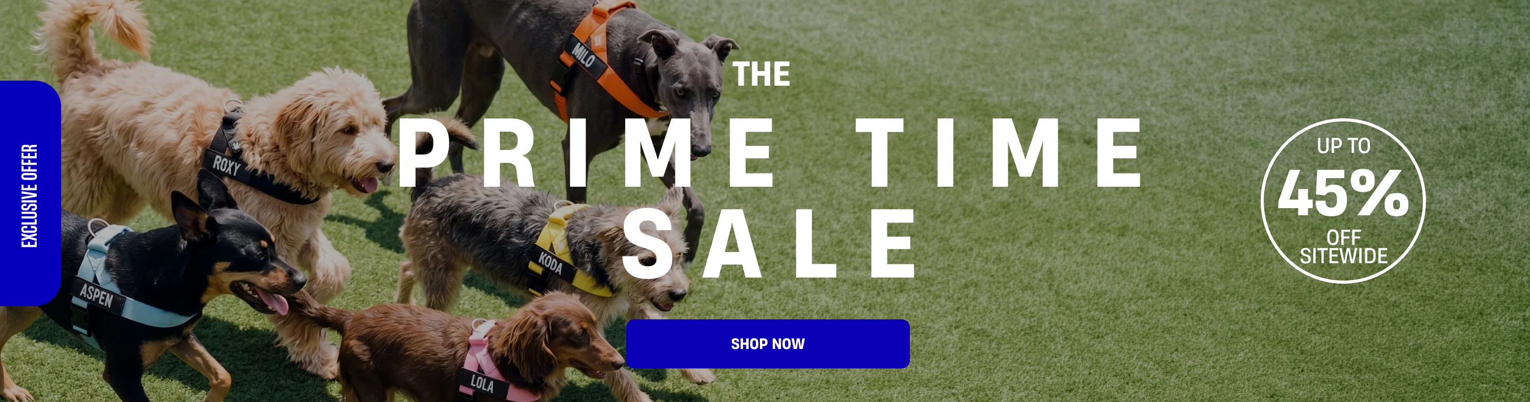 Elevate Your Dog's Daily Style